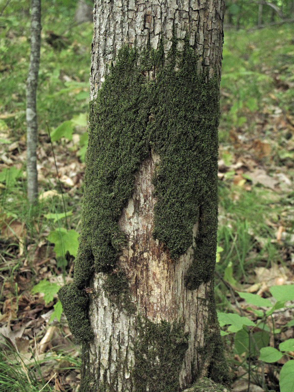 Thelia asprella